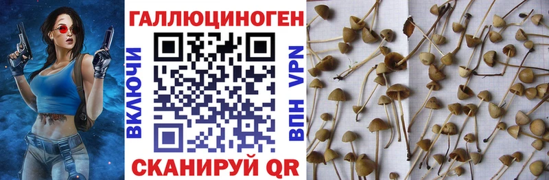 Псилоцибиновые грибы MAGIC MUSHROOMS  Купить где  Княгинино 